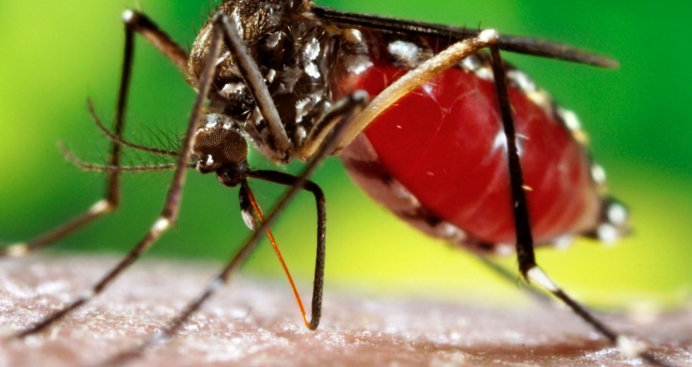 Dengue: Saiba os sintomas e como se proteger.