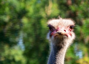 Óleo de avestruz: Emagrece mesmo? Veja todos os benefícios!